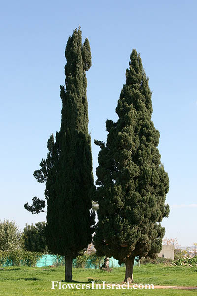 Mediterranean cypress
